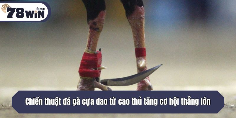 Chiến thuật đá gà cựa dao từ cao thủ tăng cơ hội thắng lớn