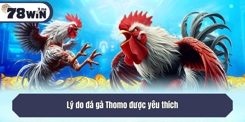 Lý do đá gà Thomo được yêu thích