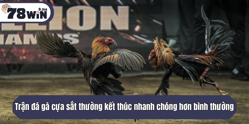 Trận đá gà cựa sắt thường kết thúc nhanh chóng hơn bình thường